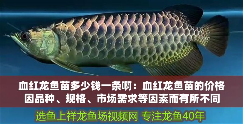 血紅龍魚苗多少錢一條啊：血紅龍魚苗的價格因品種、規格、市場需求等因素而有所不同 血紅龍魚苗多少錢一條啊：血紅龍魚苗的價格因品種、規格、市場需求等因素而有所不同 紅龍魚百科 第1張