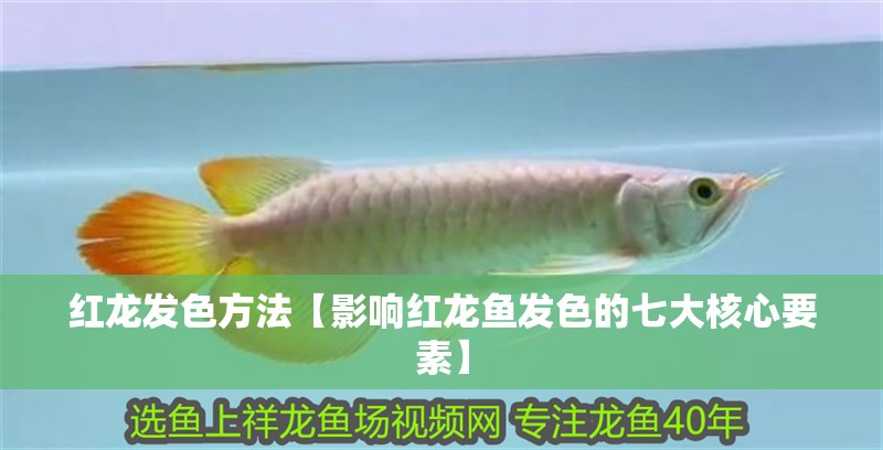 紅龍發色方法【影響紅龍魚發色的七大核心要素】