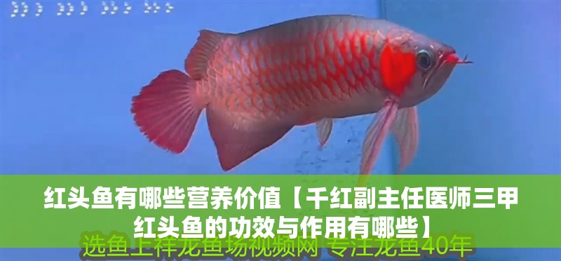 紅頭魚有哪些營養(yǎng)價值【千紅副主任醫(yī)師三甲紅頭魚的功效與作用有哪些】 紅頭魚有哪些營養(yǎng)價值【千紅副主任醫(yī)師三甲紅頭魚的功效與作用有哪些】 龍魚百科