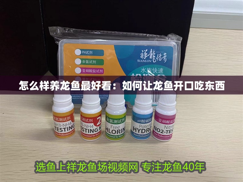 怎么樣養龍魚最好看：如何讓龍魚開口吃東西