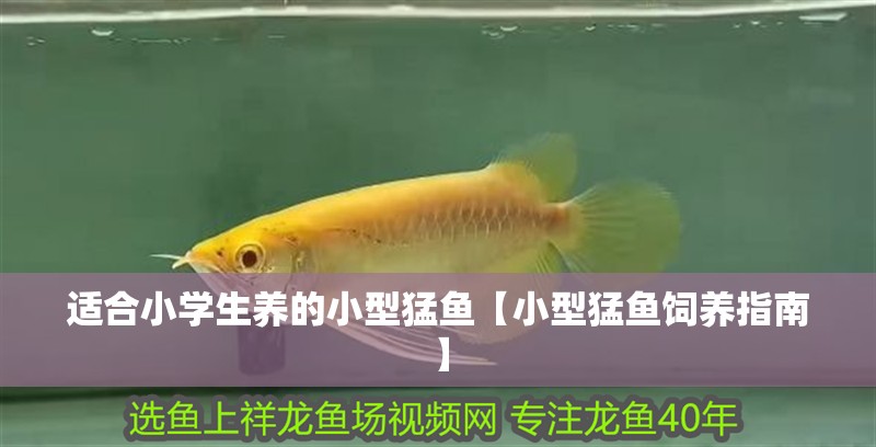 適合小學(xué)生養(yǎng)的小型猛魚【小型猛魚飼養(yǎng)指南】