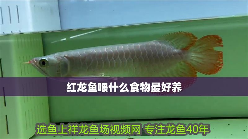 紅龍魚喂什么食物最好養