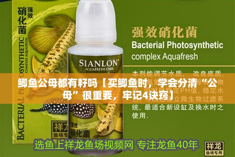 鯽魚公母都有籽嗎【買鯽魚時，學會分清“公母”很重要，牢記4訣竅】