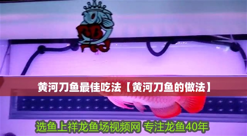 我的虎魚(yú)真菌感染了要怎么處理 黃河刀魚(yú)最佳吃法【黃河刀魚(yú)的做法】 龍魚(yú)論壇 黃河刀魚(yú)最佳吃法【黃河刀魚(yú)的做法】 黃河刀魚(yú)最佳吃法【黃河刀魚(yú)的做法】 龍魚(yú)論壇