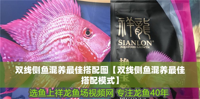 雙線側魚混養最佳搭配圖【雙線側魚混養最佳搭配模式】
