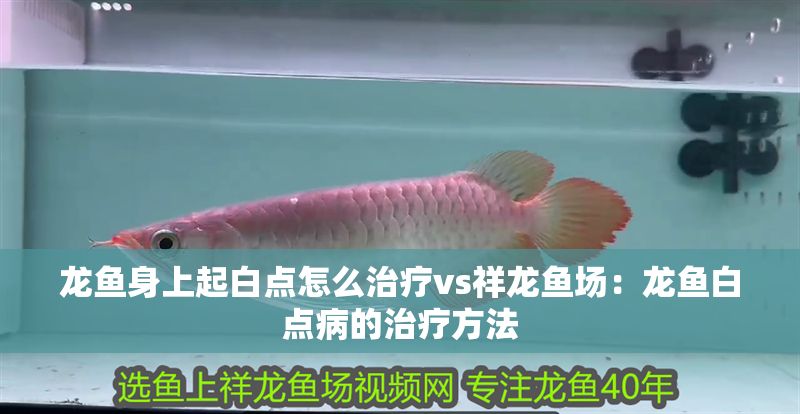 龍魚身上起白點(diǎn)怎么治療vs祥龍魚場(chǎng):龍魚白點(diǎn)病的治療方法 vs祥龍魚場(chǎng) 第2張 龍魚身上起白點(diǎn)怎么治療vs祥龍魚場(chǎng):龍魚白點(diǎn)病的治療方法 龍魚身上起白點(diǎn)怎么治療vs祥龍魚場(chǎng):龍魚白點(diǎn)病的治療方法 vs祥龍魚場(chǎng) 第2張