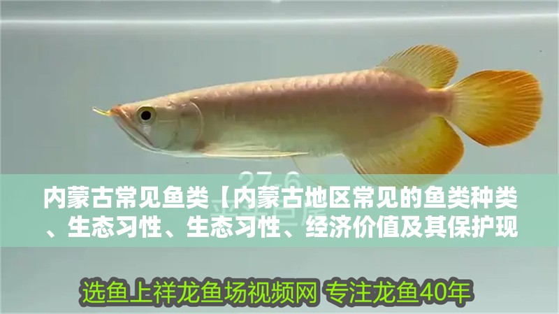給大魚缸換水的作文:體驗(yàn)給大魚缸換水的樂趣:體驗(yàn)給大魚缸換水:給大魚缸換水的作文 內(nèi)蒙古常見魚類【內(nèi)蒙古地區(qū)常見的魚類種類、生態(tài)習(xí)性、生態(tài)習(xí)性、經(jīng)濟(jì)價(jià)值及其保護(hù)現(xiàn)狀】 龍魚論壇 內(nèi)蒙古常見魚類【內(nèi)蒙古地區(qū)常見的魚類種類、生態(tài)習(xí)性、生態(tài)習(xí)性、經(jīng)濟(jì)價(jià)值及其保護(hù)現(xiàn)狀】 內(nèi)蒙古常見魚類【內(nèi)蒙古地區(qū)常見的魚類種類、生態(tài)習(xí)性、生態(tài)習(xí)性、經(jīng)濟(jì)價(jià)值及其保護(hù)現(xiàn)狀】 龍魚論壇