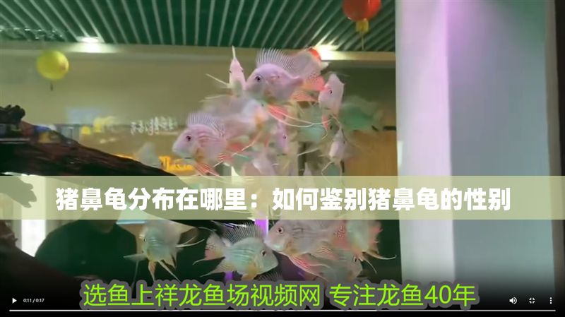 豬鼻龜分布在哪里：如何鑒別豬鼻龜的性別