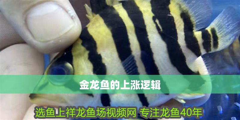 金龍魚的上漲邏輯