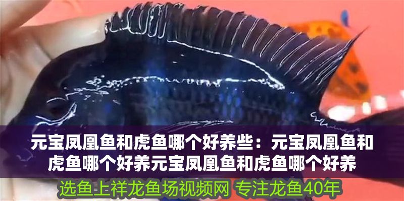 元寶鳳凰魚和虎魚哪個好養(yǎng)些：元寶鳳凰魚和虎魚哪個好養(yǎng)元寶鳳凰魚和虎魚哪個好養(yǎng)