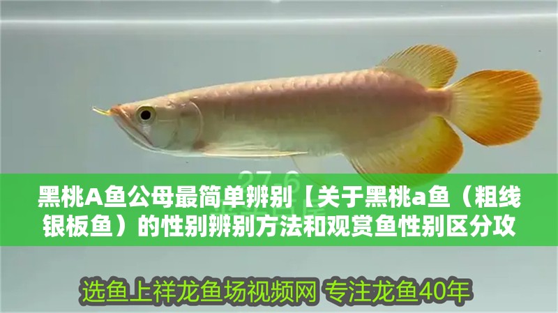 黑桃A魚公母最簡單辨別【關于黑桃a魚（粗線銀板魚）的性別辨別方法和觀賞魚性別區分攻略】