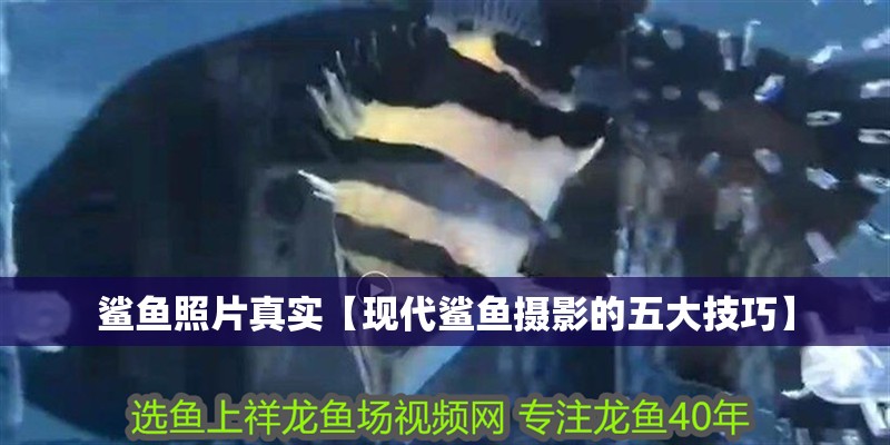 鯊魚照片真實【現代鯊魚攝影的五大技巧】