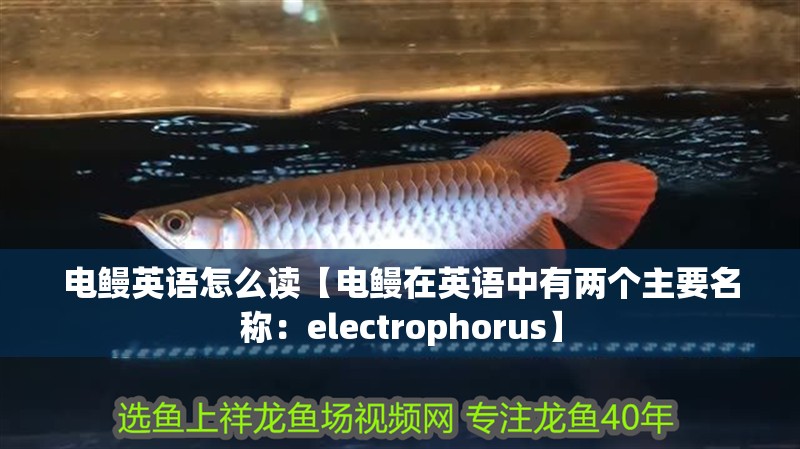 電鰻英語怎么讀【電鰻在英語中有兩個主要名稱：electrophorus】