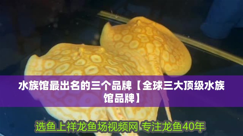 水族館最出名的三個品牌【全球三大頂級水族館品牌】
