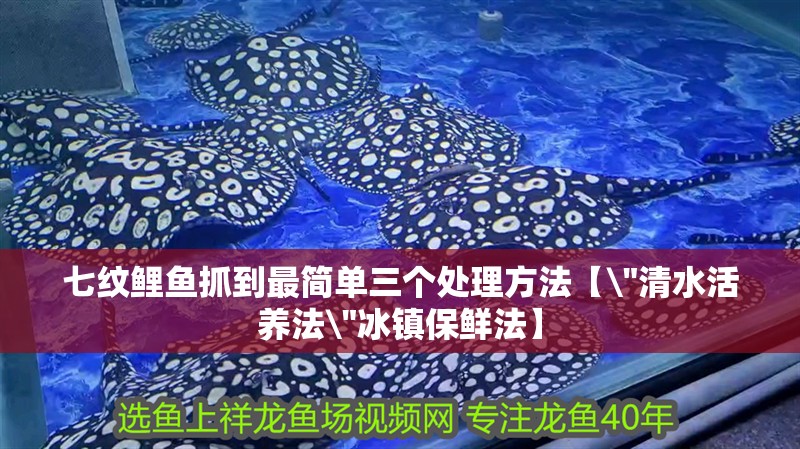七紋鯉魚(yú)抓到最簡(jiǎn)單三個(gè)處理方法【\