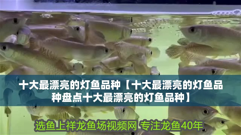 十大最漂亮的燈魚品種【十大最漂亮的燈魚品種盤點十大最漂亮的燈魚品種】