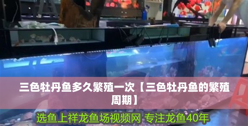 三色<strong><mark>牡丹</mark></strong>魚多久繁殖一次【三色<strong><mark>牡丹</mark></strong>魚的繁殖周期】