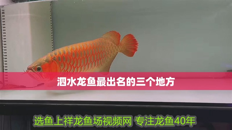 <strong><mark>泗水</mark></strong>龍魚最出名的三個地方