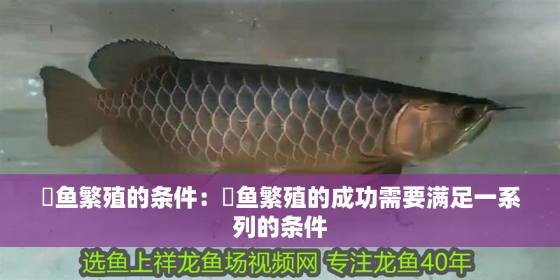 魟魚繁殖的條件:魟魚繁殖的成功需要滿足一系列的條件 魟魚百科 第2張 魟魚繁殖的條件:魟魚繁殖的成功需要滿足一系列的條件 魟魚繁殖的條件:魟魚繁殖的成功需要滿足一系列的條件 魟魚百科 第2張