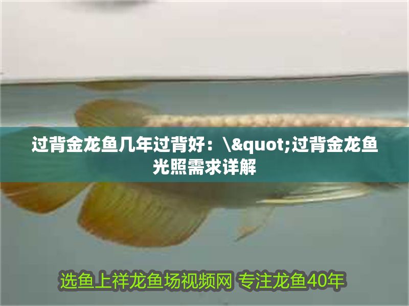 過背金龍魚幾年過背好：\"過背金龍魚光照需求詳解