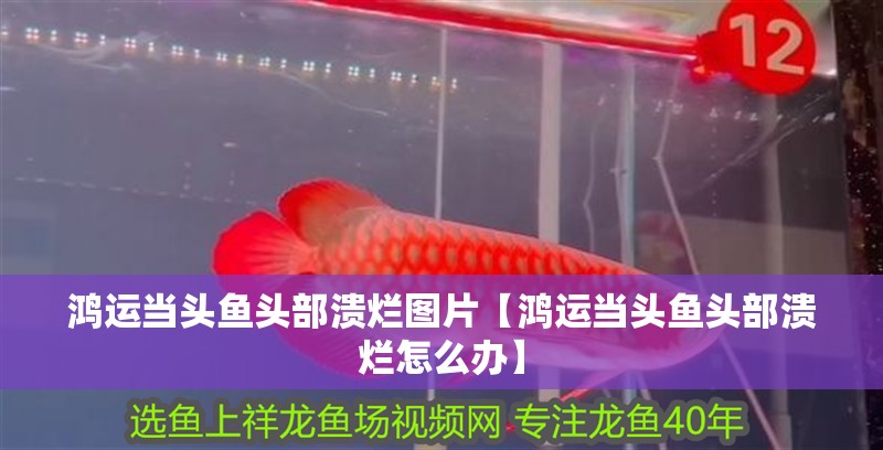 鴻運當頭魚頭部潰爛圖片【鴻運當頭魚頭部潰爛怎么辦】