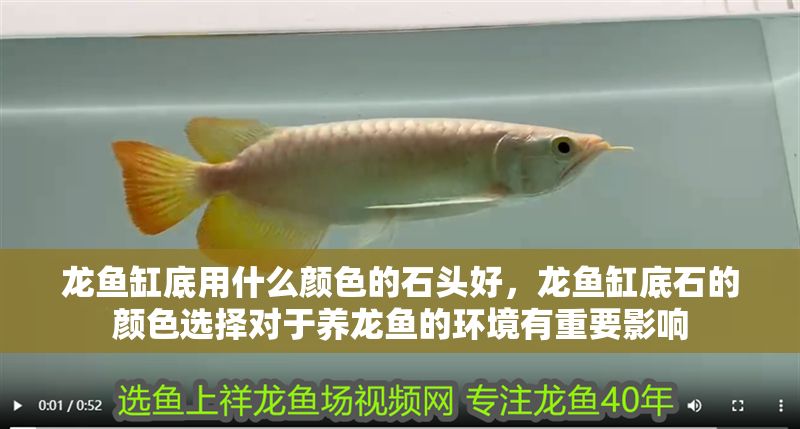 龍魚缸底用什么顏色的石頭好，龍魚缸底石的顏色選擇對于養龍魚的環境有重要影響