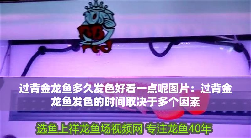 過背金龍魚多久發色好看一點呢圖片：過背金龍魚發色的時間取決于多個因素