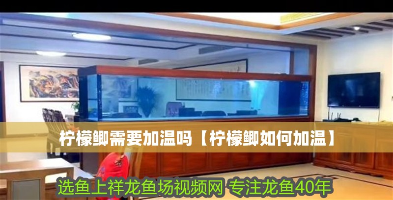 龍魚怕什么 檸檬鯽需要加溫嗎【檸檬鯽如何加溫】 龍魚論壇 檸檬鯽需要加溫嗎【檸檬鯽如何加溫】 檸檬鯽需要加溫嗎【檸檬鯽如何加溫】 龍魚論壇