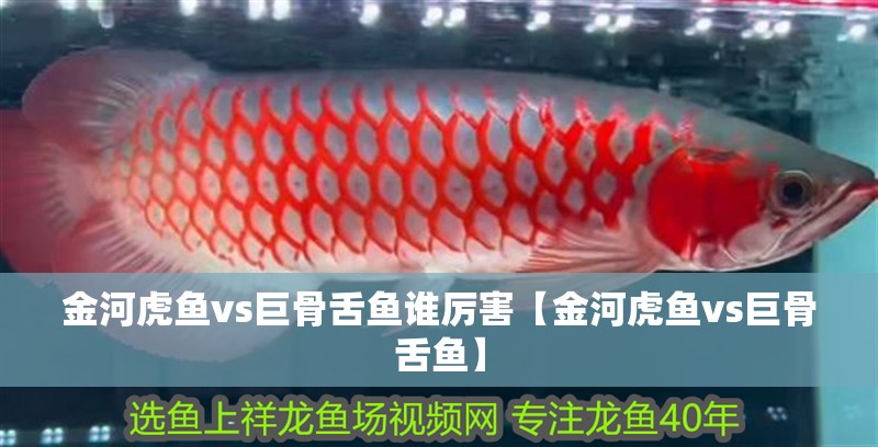金河虎魚vs巨骨舌魚誰厲害【金河虎魚vs巨骨舌魚】