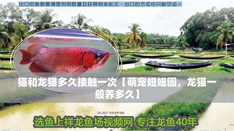 貓和龍貓多久接觸一次【萌寵妞妞園，龍貓一般養多久】