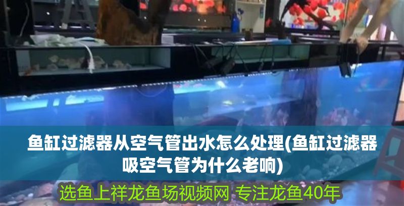 魚缸過濾器從空氣管出水怎么處理(魚缸過濾器吸空氣管為什么老響)