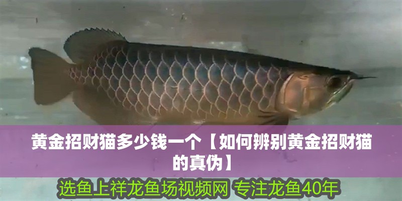 黃金招財貓多少錢一個【如何辨別黃金招財貓的真偽】