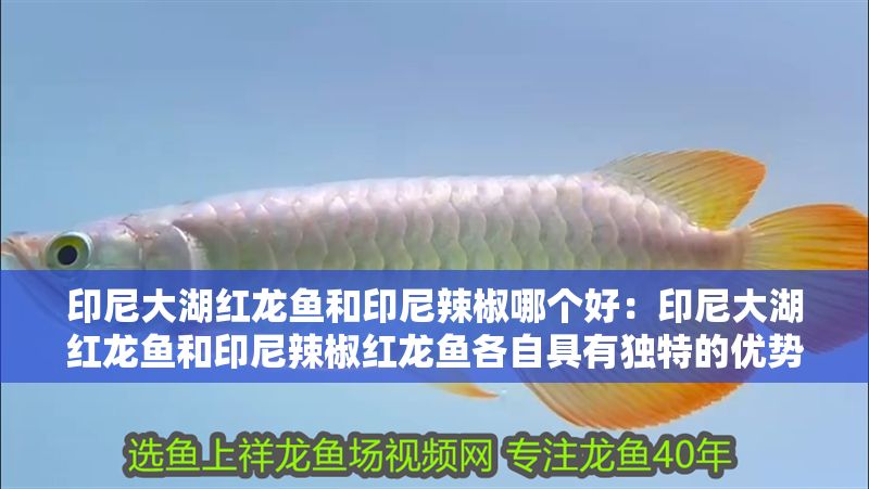 印尼大湖紅龍魚和印尼辣椒哪個好：印尼大湖紅龍魚和印尼辣椒紅龍魚各自具有獨(dú)特的優(yōu)勢和優(yōu)勢