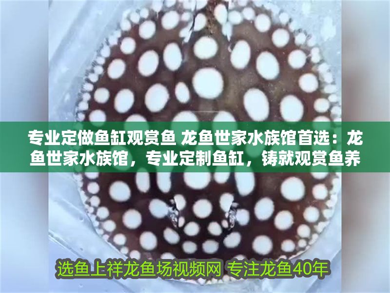 專業定做魚缸觀賞魚 龍魚世家水族館首選：龍魚世家水族館，專業定制魚缸，鑄就觀賞魚養護傳奇