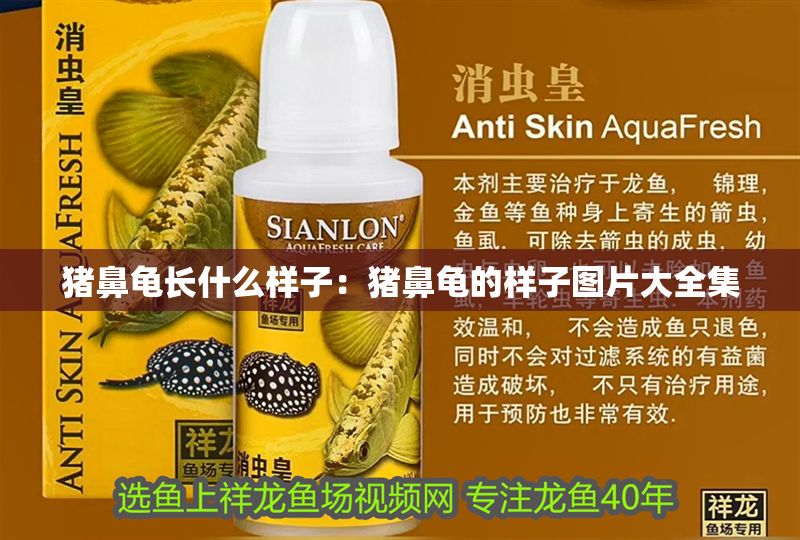 豬鼻龜長什么樣子：豬鼻龜?shù)臉幼訄D片大全集