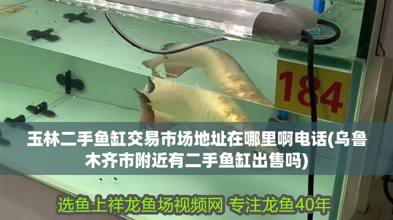 玉林二手魚缸交易市場地址在哪里啊電話(烏魯木齊市附近有二手魚缸出售嗎) 玉林二手魚缸交易市場地址在哪里啊電話(烏魯木齊市附近有二手魚缸出售嗎) 錦鯉魚百科 第1張