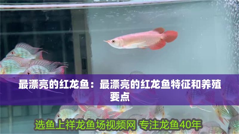 最漂亮的紅龍魚:最漂亮的紅龍魚特征和養殖要點 紅龍魚百科 第1張 最漂亮的紅龍魚:最漂亮的紅龍魚特征和養殖要點 最漂亮的紅龍魚:最漂亮的紅龍魚特征和養殖要點 紅龍魚百科 第1張