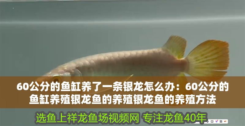 60公分的魚缸養了一條銀龍怎么辦：60公分的魚缸養殖銀龍魚的養殖銀龍魚的養殖方法