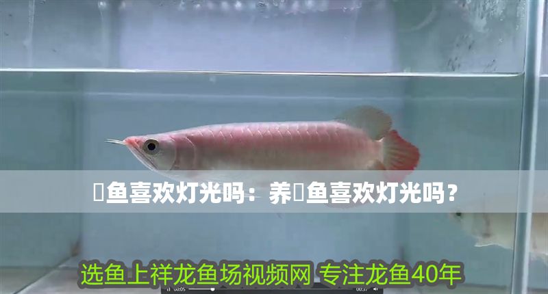 魟魚喜歡燈光嗎：養魟魚喜歡燈光嗎？
