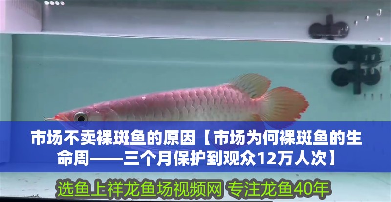 市場不賣裸斑魚的原因【市場為何裸斑魚的生命周——三個月保護到觀眾12萬人次】
