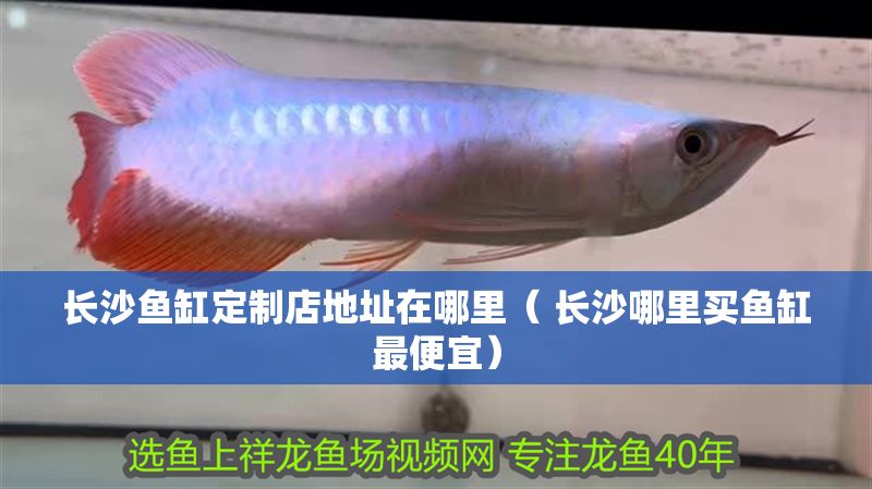 長沙魚缸定制店地址在哪里（ 長沙哪里買魚缸最便宜）