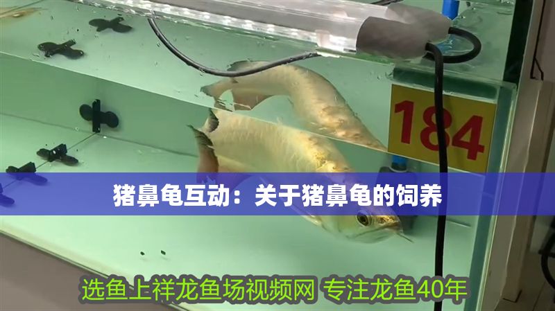 豬鼻龜互動：關于豬鼻龜的飼養