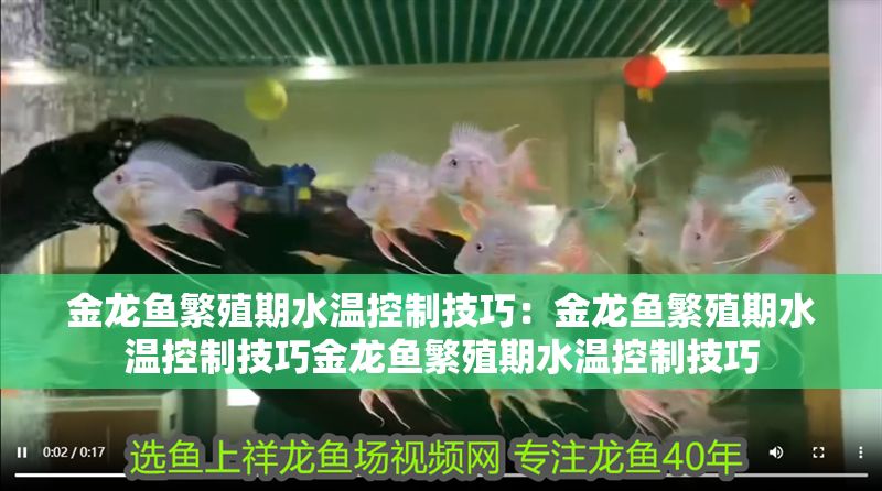 金龍魚繁殖期水溫控制技巧：金龍魚繁殖期水溫控制技巧金龍魚繁殖期水溫控制技巧