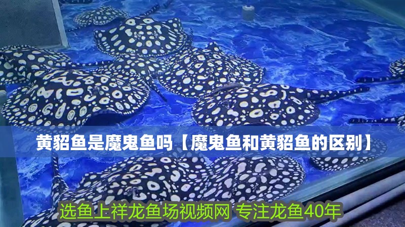 黃貂魚是魔鬼魚嗎【魔鬼魚和黃貂魚的區別】