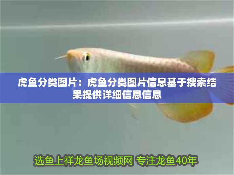 虎魚分類圖片：虎魚分類圖片信息基于搜索結果提供詳細信息信息 虎魚分類圖片：虎魚分類圖片信息基于搜索結果提供詳細信息信息 虎魚百科 第2張
