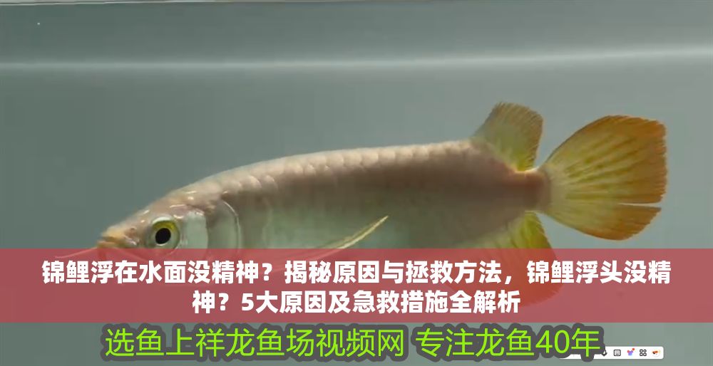 錦鯉浮在水面沒精神？揭秘原因與拯救方法，錦鯉浮頭沒精神？5大原因及急救措施全解析