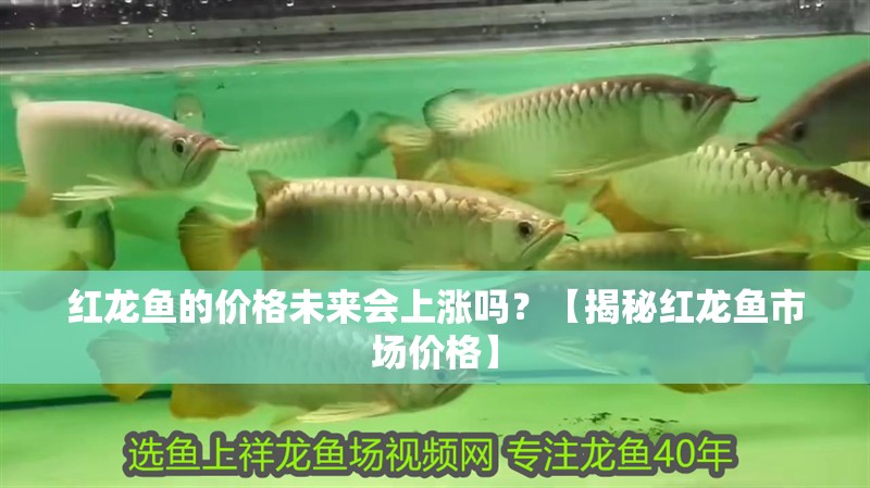 紅龍魚的價格未來會上漲嗎？【揭秘紅龍魚市場價格】