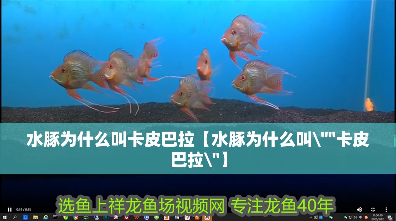 魚缸過濾器選購指南:自制魚缸過濾器魚缸上置過濾器對于養(yǎng)魚愛好者的必備知識 水豚為什么叫卡皮巴拉【水豚為什么叫\(zhòng) 水豚為什么叫卡皮巴拉【水豚為什么叫 水豚為什么叫卡皮巴拉【水豚為什么叫\(zhòng)