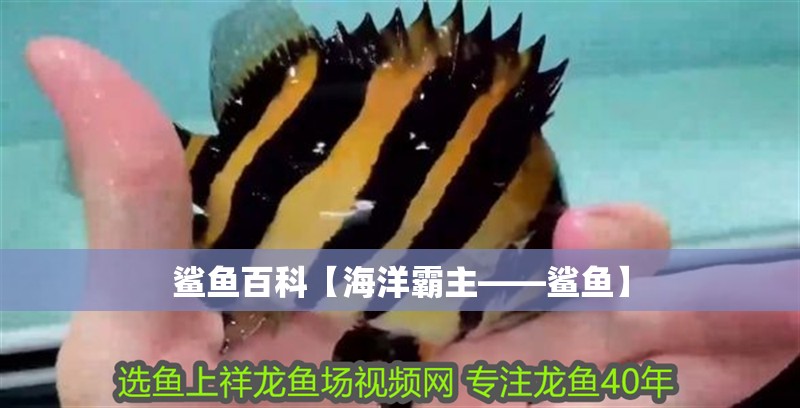 鯊魚百科【海洋霸主——鯊魚】