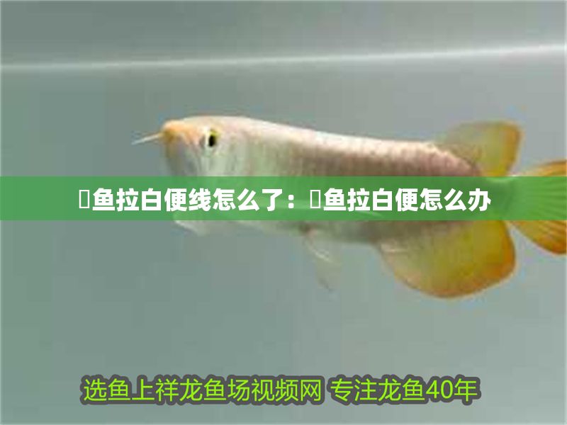 魟魚拉白便線怎么了:魟魚拉白便怎么辦 魟魚百科 第2張 魟魚拉白便線怎么了:魟魚拉白便怎么辦 魟魚拉白便線怎么了:魟魚拉白便怎么辦 魟魚百科 第2張